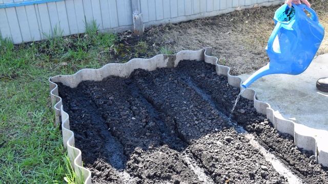 Посадка моркови на ленте в открытый грунт смотреть онлайн