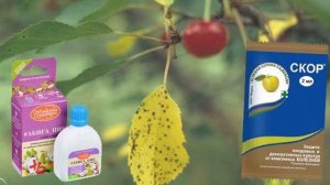 Коккомикоз вишни