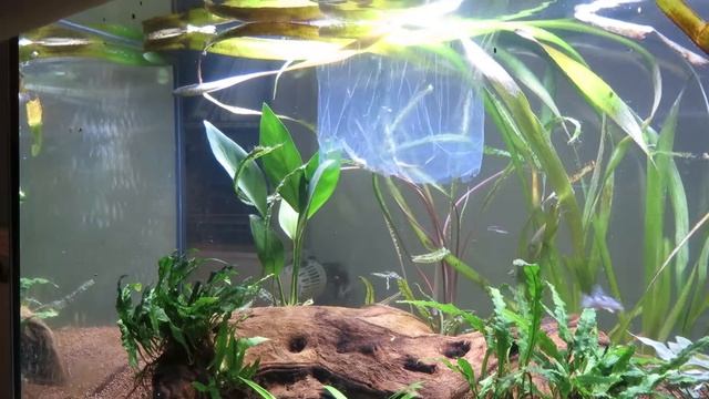 NEW FISH for my 30 Gallon!! part 2 смотреть онлайн