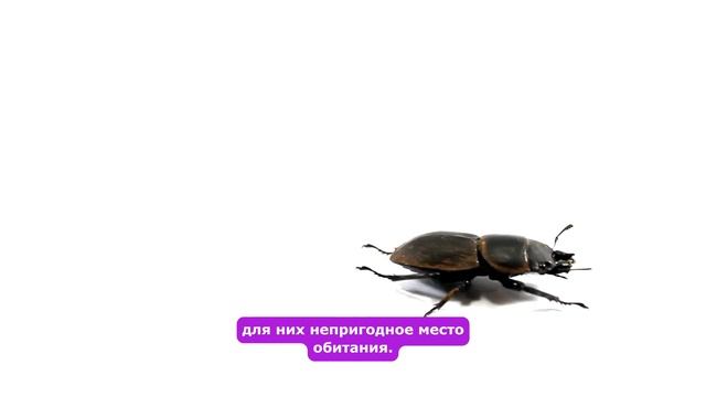 🚫🐭 Отпугиватель насекомых и грызунов Riddex - Безопасное решение для вашего дома! 💡✨ смотреть онлайн