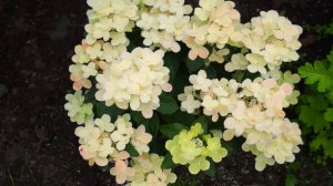 Гортензия Полистар (Polestar)-  одна из самых миниатюрных метельчатых гортензий