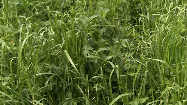 Steve Groff - Holtwood, Pennsylvania смотреть онлайн