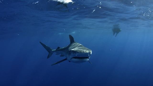 Diving with Sharks: The Ultimate Guide | 4K | смотреть онлайн