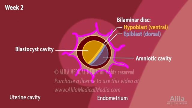Embryology: from Fertilization to Gastrulation, Animation смотреть онлайн
