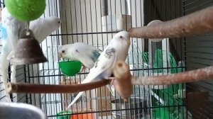 Волнистые попугаи