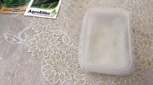 РАССАДА ОГУРЦОВ. БЫСТРЫЙ СПОСОБ ПРОРАЩИВАНИЯ СЕМЯН ОГУРЦОВ