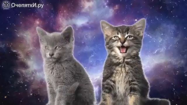 Котята.😎 смотреть онлайн