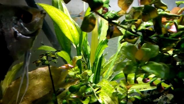 Травник 60 литров смотреть онлайн