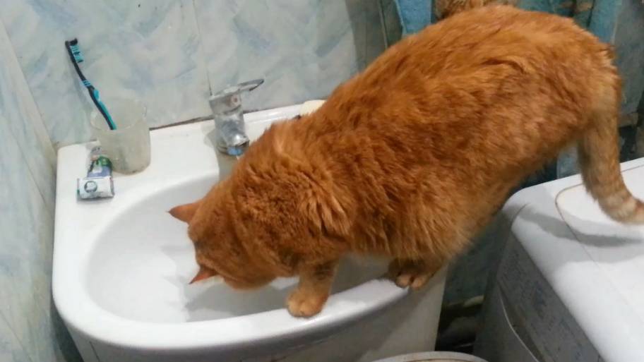 Водопой смотреть онлайн