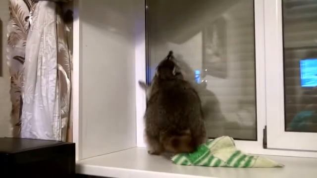 Белка жжот ))) смотреть онлайн