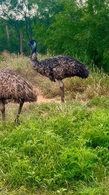 Emus, Charlie and Eema #emu смотреть онлайн