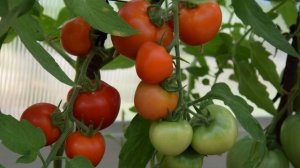 Томат любаша