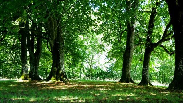 Семья Колесниковых/Новости из Дворца. смотреть онлайн