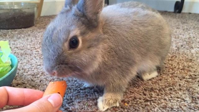 Как приручить кролика к рукам смотреть онлайн