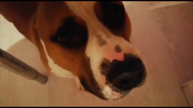 Амстафф Рой и вишнёвое варенье 🍒