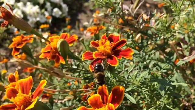 Трутик идет пешком на другой цветок смотреть онлайн