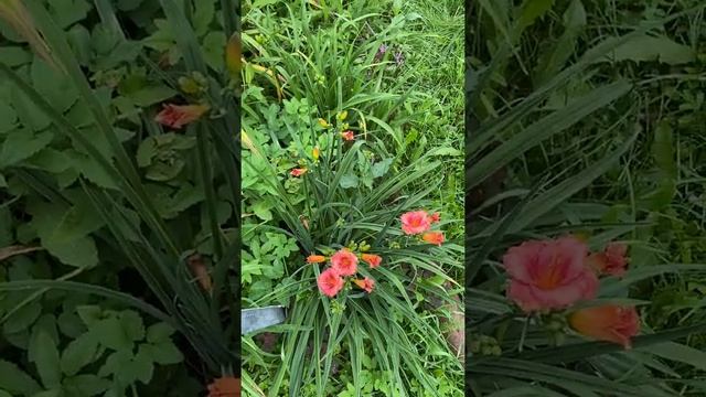 14 июля 2020 г. смотреть онлайн