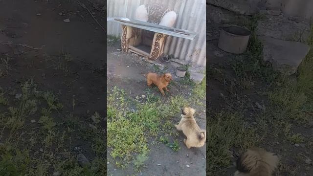 Мои собаки ( щенята) дерутся. Анегдот : собака Лея приехала к нам, а Мия тут такое натворила. смотреть онлайн