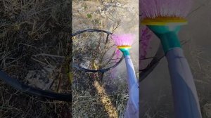 обработка кустов кипятком