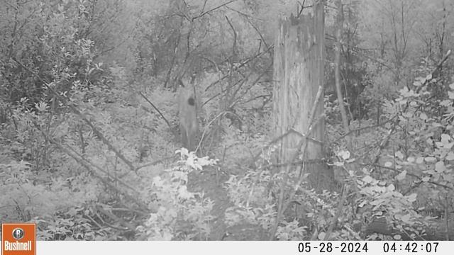 Trailcam video. Camera Trap. Belarus. Lynx. Bobcat. Фотоловушка 28.05.24. Рысь. смотреть онлайн