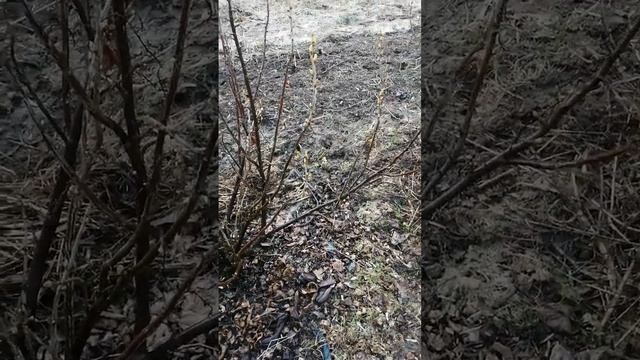 Опрыскиваю смородину от вредителей! Чем, как, сколько и когда? смотреть онлайн