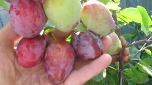 Слива Богатырская