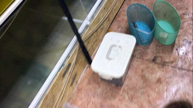 Культивирование посадочного материала для будущих покупателей! смотреть онлайн