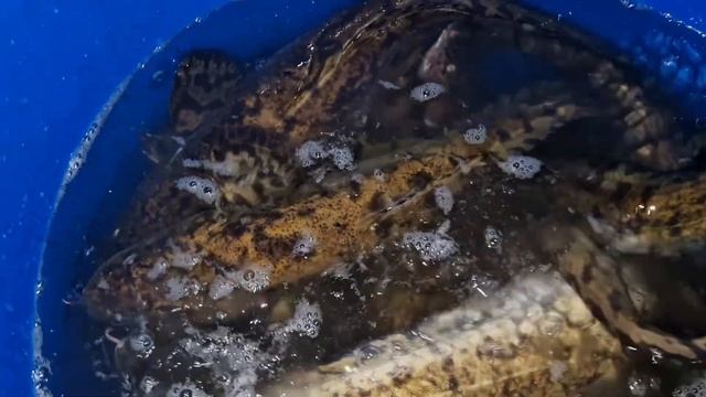 ЗАПУСТИЛИ ТОННУ НАЛИМА ДЛЯ ЗИМНЕЙ РЫБАЛКИ смотреть онлайн