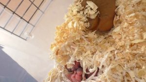 Куда пропали 5 хомячат? / Сколько хомячат осталось? / Алиса Изи Петс  / Alisa Easy Pets