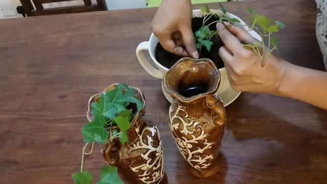 Propagation of IVY(Hedera Helix) /water propagation of English ivy/how long is ivy root in 2 weeks смотреть онлайн