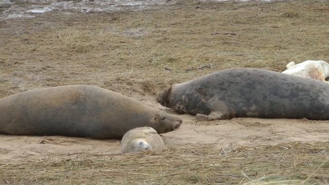 Donna Nook & RSPB Freiston Shore смотреть онлайн