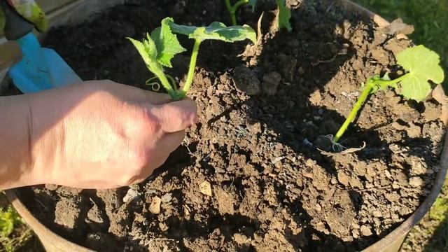 Посадка огурцов, выращенных из пасынков. смотреть онлайн