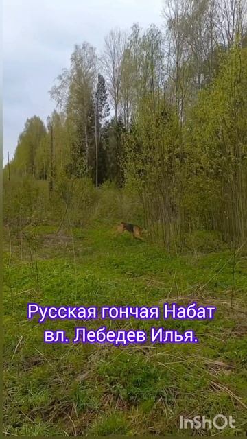 Русская гончая Набат вл. Лебедев Илья.#природа #собака #nature #hunting #охота #животные смотреть онлайн