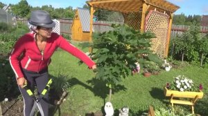 6 соток 26 июня 2020 год. Пицца на мангале - это реально