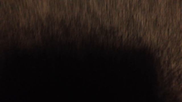 A review on the ULTRA RARE FHE Baby Shakespeare 2001 VHS смотреть онлайн