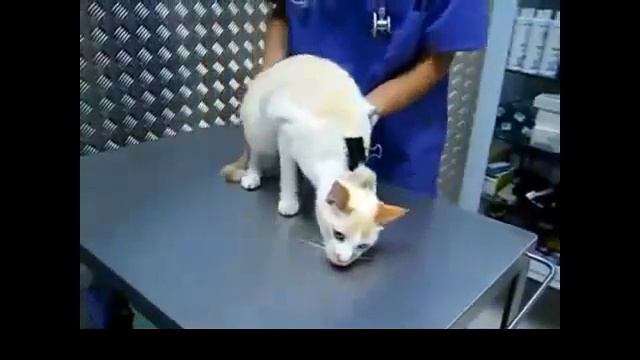Кнопка выключения кота смотреть онлайн