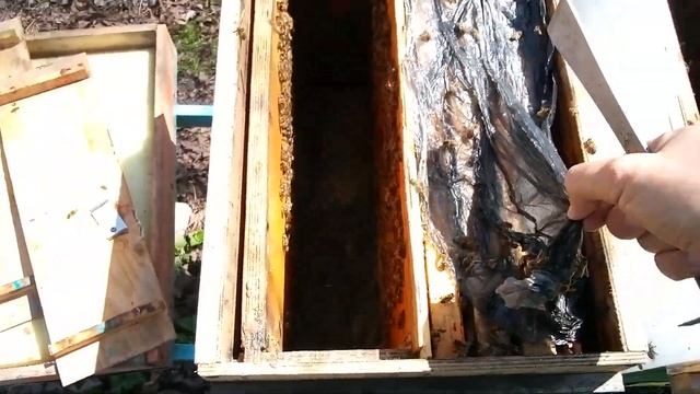 Весеннее развитие слабых отводков часть 2 смотреть онлайн