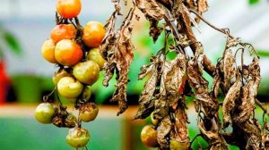 Лечим от фитофторы томаты. Сентябрь. ШПАРГАЛКА 31