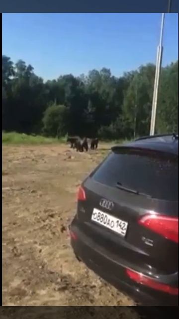 Медведи вышли к людям смотреть онлайн