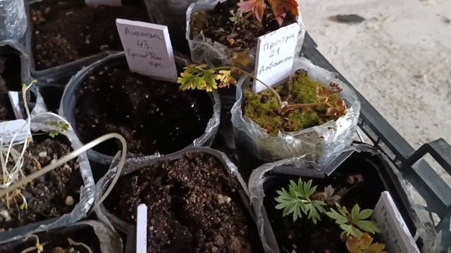 Много красоты не бывает. 5 кг счастья 😀 Распоковка очередной посылки смотреть онлайн