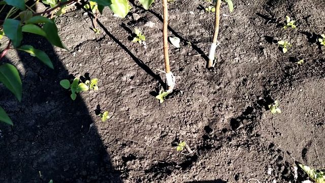 Умение прививать - это независимость от питомников и рынков. смотреть онлайн