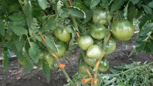 Томат батяня смотреть онлайн