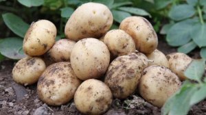 Обзор характеристик и описание сорта картофеля Адретта