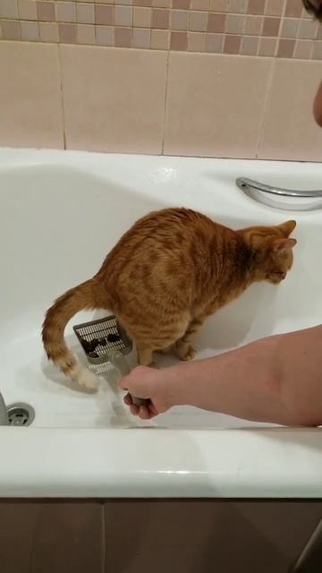 ТУАЛЕТ ДЛЯ КОШЕК И КОТОВ - лайфхак смотреть онлайн