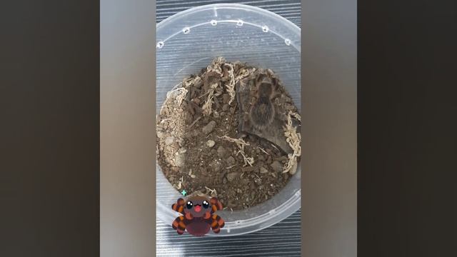 NON-STOP TARANTULA MUKBANG VIDEO! Feeding Session 17 - Episode 46 of Araknid Project смотреть онлайн