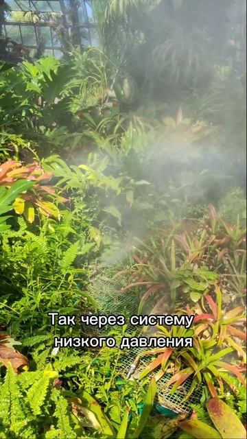 Поддержание влажности в оранжерее с помощью форсуночной системы высокого и низкого давления. смотреть онлайн