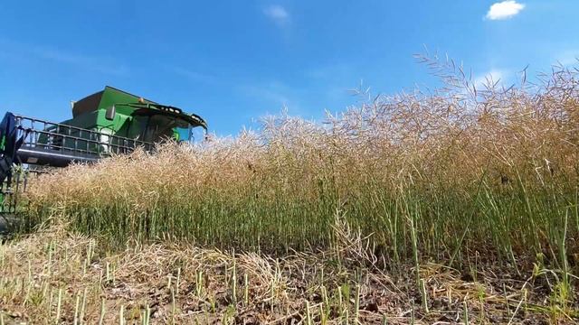 Уборка рапса. Жатка RD30F с рапсовой приставкой Zurn. смотреть онлайн