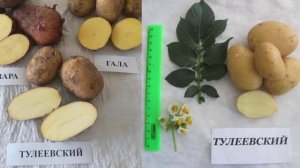 Характеристики и описание картофеля сорта Тулеевский