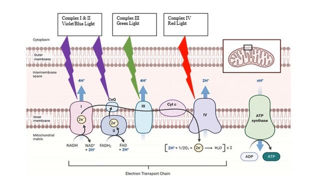 Protocols for Longevity: Optimizing Healthspan and Human Performance | Erchonia® Lasers смотреть онлайн
