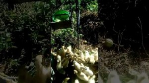 Витамины для утят